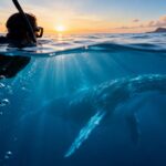 Où nager avec les géants des mers ? Saisons, spots et règles pour une rencontre réussie